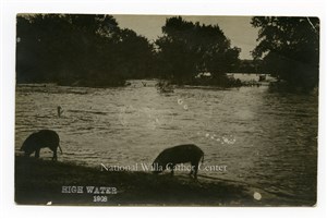 Image description is not available for PHO-264-629